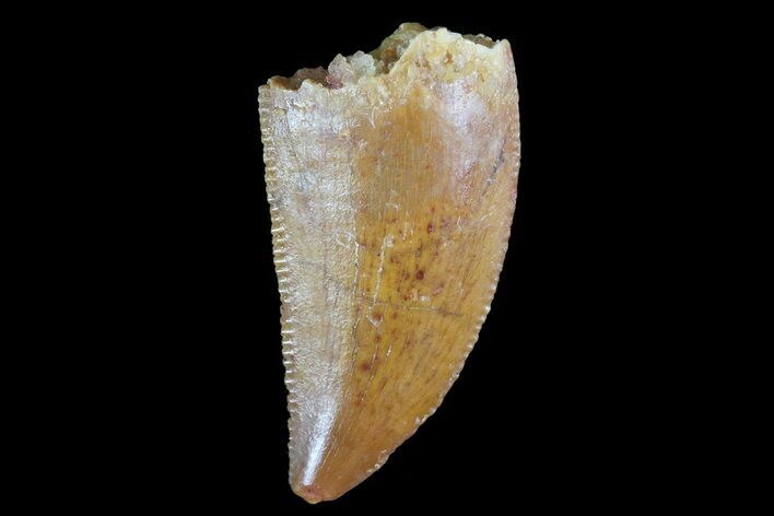 Serrated, Raptor Tooth - Morocco #74424